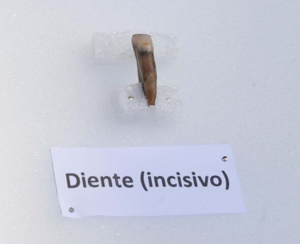 Un diente incisivo encontrado en la excavación de Atapuerca. 