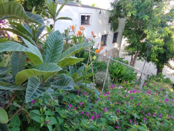 El huerto urbano Satalia crece silvestre en unas escaleras que nos acercan desde la ciudad a la montaña de Montjuïc.