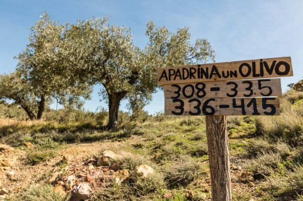 Olivos para apadrinar. 