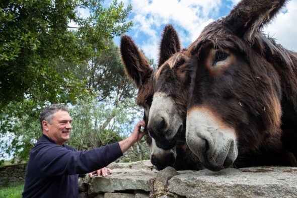 Víctor Casas con tres de los burros de raza zamorano leonesa que ha rescatado. Foto: Óscar Checa. 