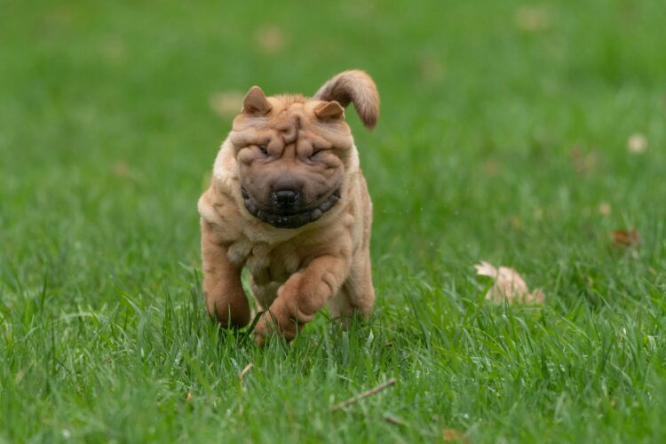 Un cachorro de Shar Pei.