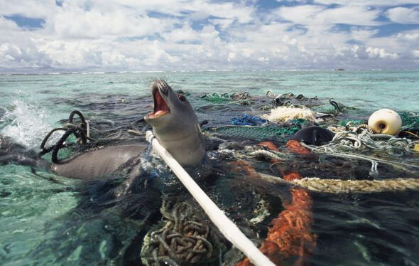 Foca monje hawaiana atrapada en unas redes. foto: Michael Pitts / WWF.