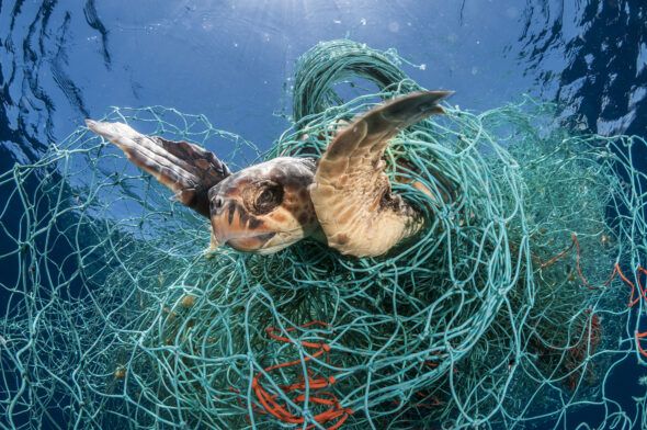 Tortuga boba enredada en redes en aguas baleares. Foto: Jordi Chias / WWF