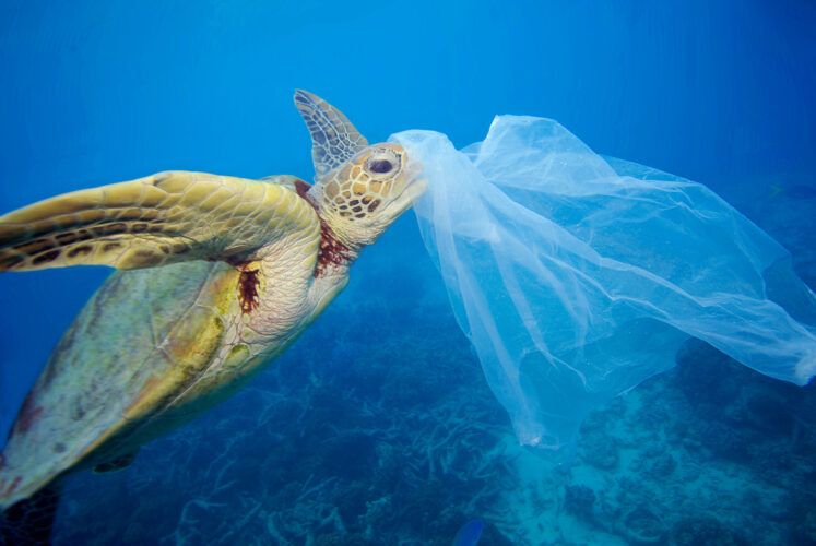 SOS Océanos: cada semana comemos el plástico de una tarjeta de crédito