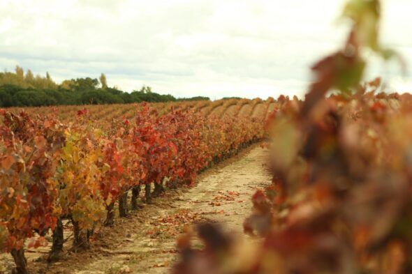 Viñedos en la Ribera del Duero. Entre agosto y septiembre comienza la campaña de recogida de las uvas y se organizan decenas de actividades.