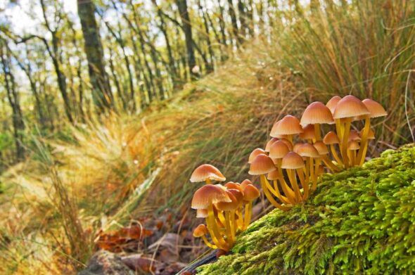 Setas en primer plano en el bosque. Foto de Jorge Sierra. 