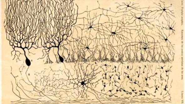 Dibujo de Ramón y Cajal de las conexiones neuronales. 