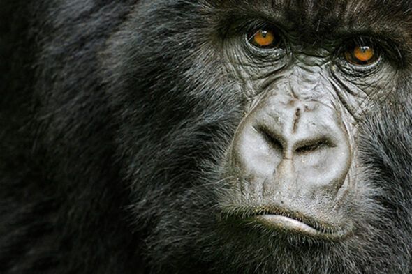 Un gorila de montaña fotografiado en Ruanda. Foto: Andy Rouse. 