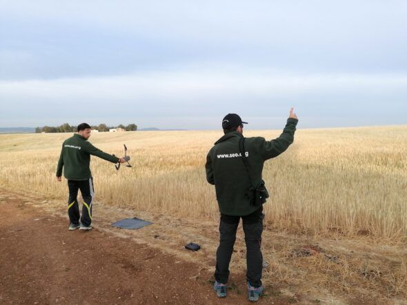 La Sociedad Española de Ornitología (SEO/BirdLife) en Extremadura tiene un proyecto para detectar sisones y evitar que mueran bajo las cosechadoras. Foto: SeoBirdlLife España. 