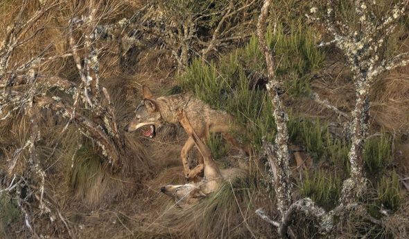 Lobos salvajes fotografiados por Andoni Canela.