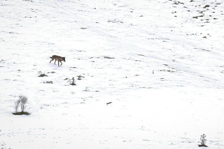 Una imagen del libro 'Territorio lobo' de un ejemplar en la Cordillera Cantábrica. Foto: Andoni Canela.