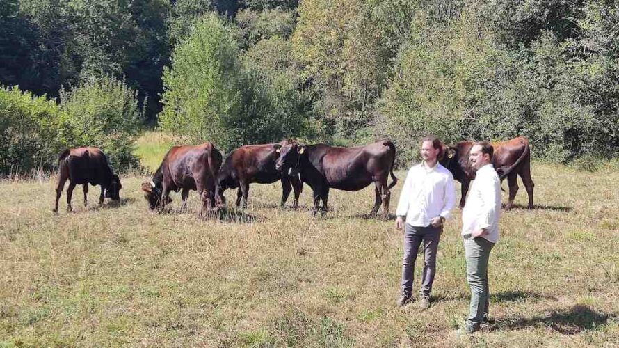 Los hermanos Bastons de Sant Feliu de Pallerols con sus vacas.