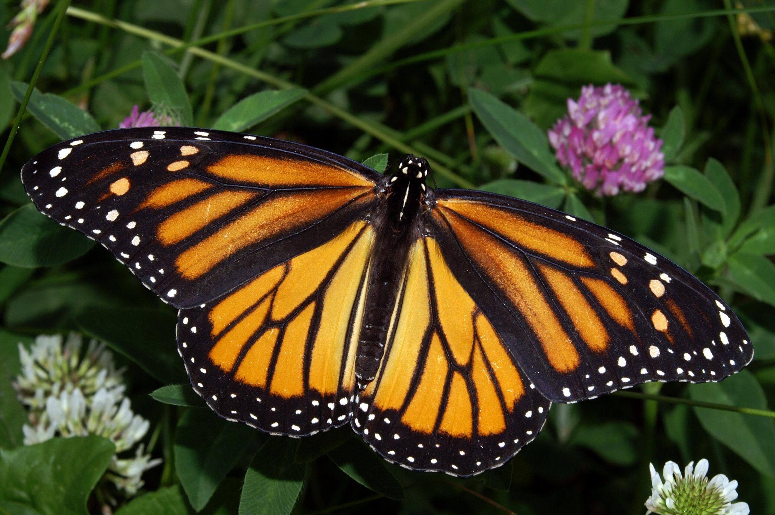 Una preciosa mariposa monarca.