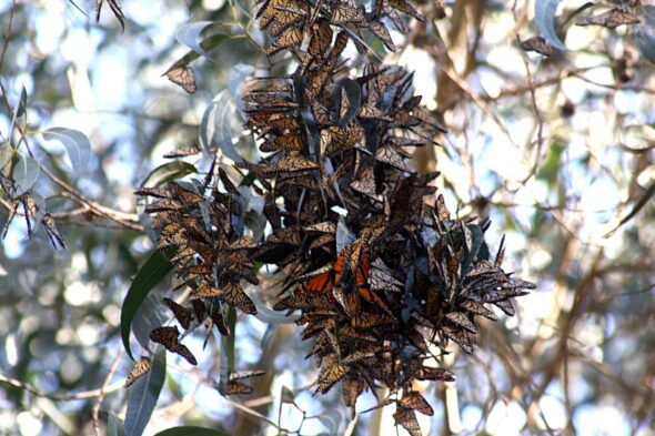 Docenas de mariposas monarca en la rama de un árbol. 