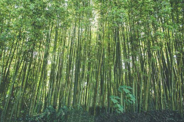 Impresionantes bambús en el Jardín Botánico Marimutra. Foto: Jardín Botánico Marimutra. 