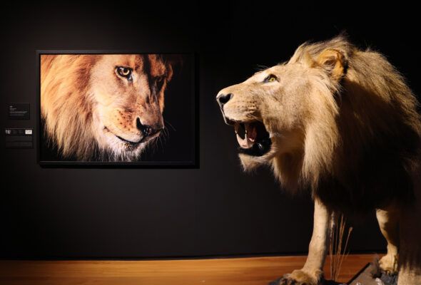 El rey de la seva en la exposición 'Emociones en peligro' de Tim Flach. 