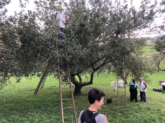 Recogida de manzanas reineta Errazil-Ibarbi. Foto: asociación Errezilgo Ibarbi Sagarra.