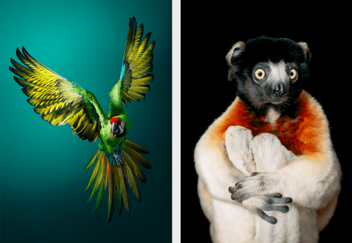 Guacamayo y Sifaca Coronado del fotógrafo Tim Flach