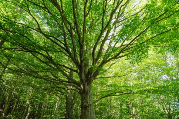 Los árboles no solo son capaces de captar CO2 de la atmósfera, sino también grandes cantidades de gas metano: Foto: Galdric Mossoll CREAF.