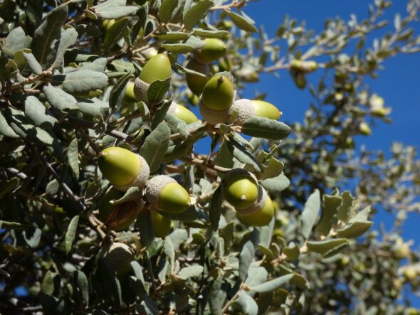 Bellotas en las encinas de El Boalo. Foto: Javier Rico. 