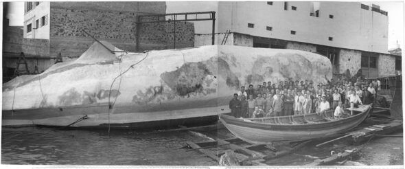 La réplica de la ballena gigante en el lugar de su botadura. Foto: Colección César M. Díez Correa