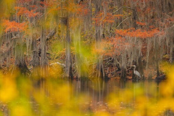 'Inmersa en el otoño' se titula la foto de Héctor Cordero que se ha llevado un Áccesit en Fotoaves 2024.