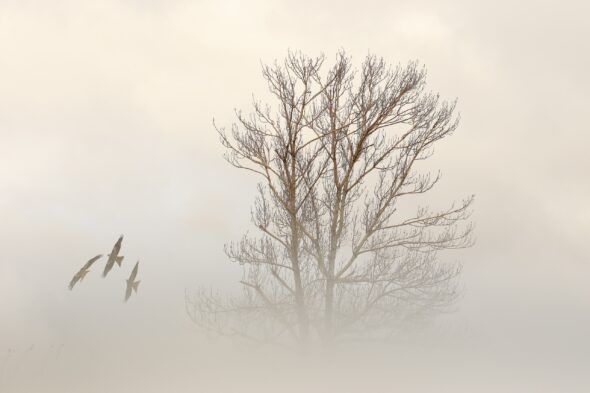 'Cometas en la niebla' de Alfredo López Hernangómez también ha recibido un Accésit en Fotoaves 2024.