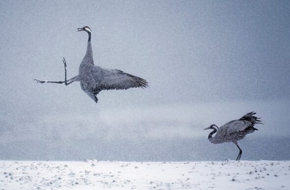 'La danza' de David Pineda Cortés ha sido una de las finalistas en Fotoaves 2024.