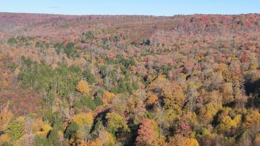 Bosques en el Kinzua Creek Valley de Pensilvania.