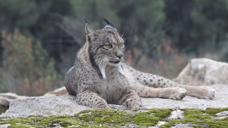 Magnifico ejemplar de lince ibérico. Foto: Alfonso Polvorinos.