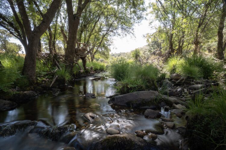 La inmensa mayoría de los españoles quieren participar de forma decidida en la protección de los bosques. Foto: FSC Castilla La Mancha.