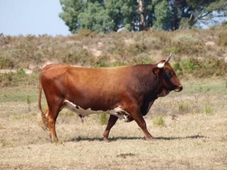 Raza bovina marismeña. Foto: Sergio Nogales / Ministerio de Agricultura.