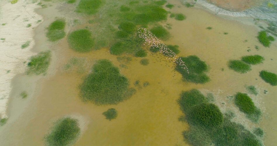 Flamencos sobrevuelan una marisma en Doñana, fotograma de la película 'Doñana, donde el agua es sagrada'.