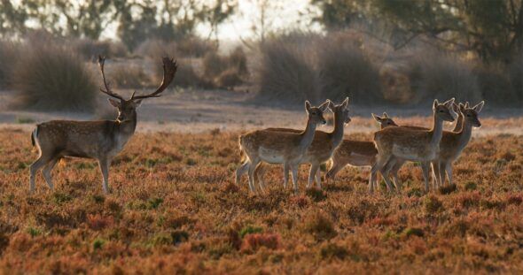 Gamos en Doñana en un fotograma del documental 'Doñana, donde el agua es sagrada'.