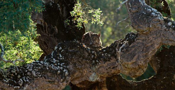 Fotograma de la película 'Doñana, donde el agua es sagrada' que muestra un lince en un alcornoque.