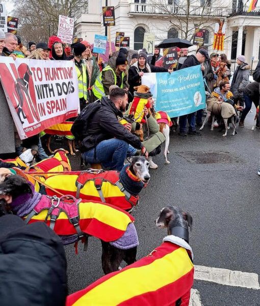 Manifestación a favor de los podencos y los galgos en Reino Unido. 
