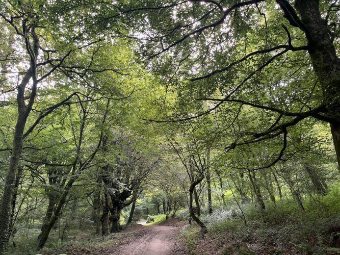 La gestión responsable de los bosques ofrece innumerables ventajas. Foto: Rosa M. Tristán.