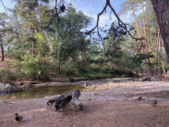 Los efectos de la tremenda sequía de este verano en el cauce del Eresma y el entorno de Valsaín. Foto: R. RUIZ 